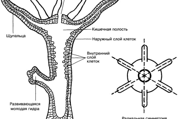 Кракен сайт 1kraken me