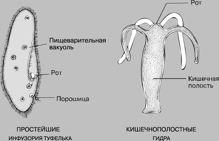 Даркнет кракен